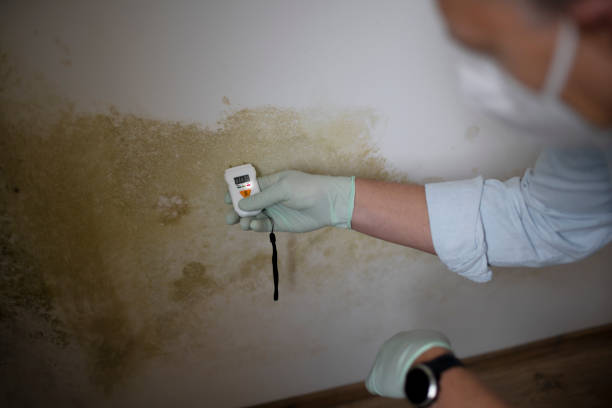 Best Mold Testing  in Battle Creek, NE